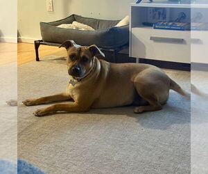 Boxador Dogs for adoption in Boston, MA, USA