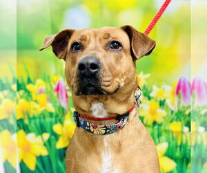 American Pit Bull Terrier-Unknown Mix Dogs for adoption in Jackson , NJ, USA