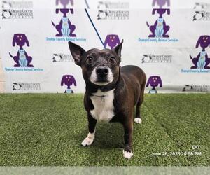 Chihuahua-Unknown Mix Dogs for adoption in Orlando, FL, USA