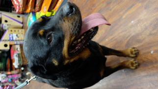 Rottweiler Dogs for adoption in Washington, DC, USA