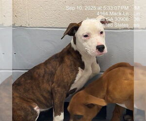 American Pit Bull Terrier-Unknown Mix Dogs for adoption in Augusta, GA, USA