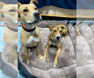 American Staffordshire Terrier-Unknown Mix Dogs for adoption in Brewster, NY, USA