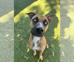 Black Mouth Cur-Unknown Mix Dogs for adoption in Hilton Head, SC, USA