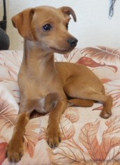 Chihuahua Dogs for adoption in Yucaipa, CA, USA
