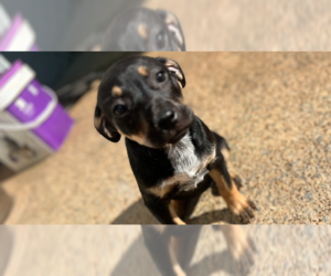 Mutt Dogs for adoption in Westwood, NJ, USA
