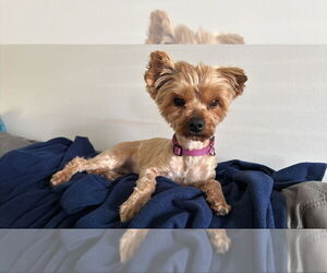 Mutt Dogs for adoption in Raleigh, NC, USA