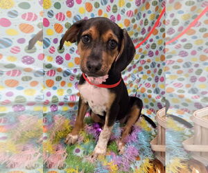 Beagle-Black and Tan Coonhound Mix Dogs for adoption in Attalka, AL, USA