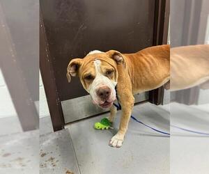 Bulldog-Unknown Mix Dogs for adoption in Corpus Christi, TX, USA