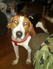 Treeing Walker Coonhound Dogs for adoption in Cincinnati, OH, USA