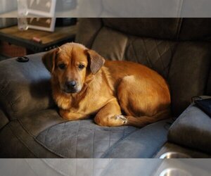 Chow Chow-Retriever  Mix Dogs for adoption in San Antonio, TX, USA
