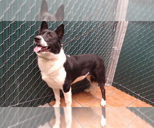 Border Collie-Unknown Mix Dogs for adoption in Downey, CA, USA