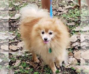 Pomeranian Dogs for adoption in Tallahassee, FL, USA