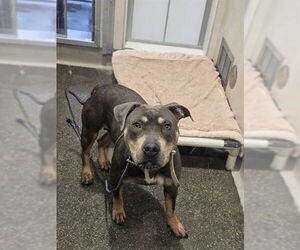 American Pit Bull Terrier Dogs for adoption in Berkeley , CA, USA