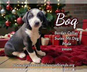 Collie-Unknown Mix Dogs for adoption in Anchorage, AK, USA