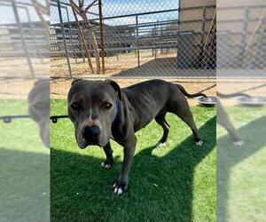 American Pit Bull Terrier Dogs for adoption in HESPERIA, CA, USA