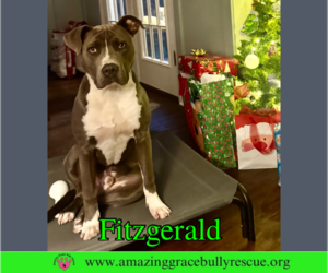 American Bulldog-Unknown Mix Dogs for adoption in Pensacola, FL, USA