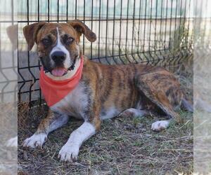 Boxer-Unknown Mix Dogs for adoption in San Antonio, TX, USA