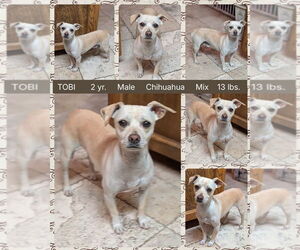 Chihuahua-Unknown Mix Dogs for adoption in Mesa, AZ, USA
