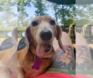 Dachshund Dogs for adoption in Staunton, VA, USA