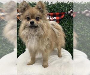 Pomeranian Dogs for adoption in Grasswood, Saskatchewan, Canada