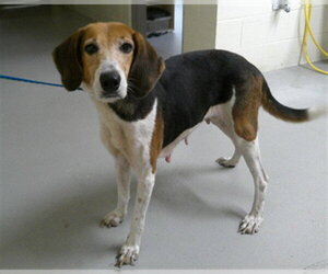 Mutt Dogs for adoption in Sanford, FL, USA