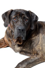 Mastiff Dogs for adoption in West Hollywood, CA, USA