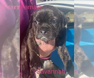 English Boston Bulldog Dogs for adoption in Pawtucket, RI, USA