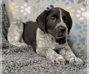 Lab-Pointer Dogs for adoption in Talladega, AL, USA