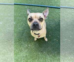 French Bullhuahua Dogs for adoption in Tempe , AZ, USA