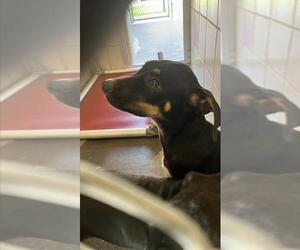 Bluetick Coonhound-Unknown Mix Dogs for adoption in Corpus Christi, TX, USA