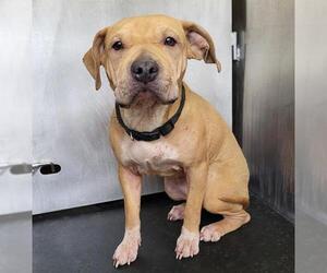 Chinese Shar-Pei-Unknown Mix Dogs for adoption in San Antonio, TX, USA