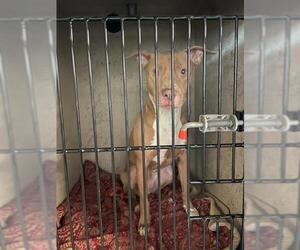 American Pit Bull Terrier Dogs for adoption in St. Cloud, FL, USA