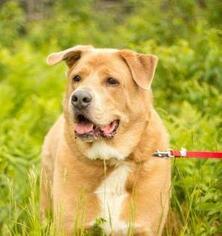 Small Labrador Retriever Mix