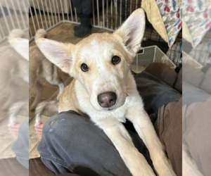 Alusky Dogs for adoption in Anchorage, AK, USA