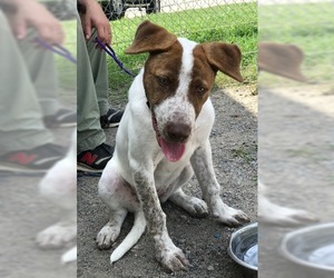 Pointer Dogs for adoption in Little Rock, AR, USA