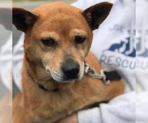 Shiba Inu Dogs for adoption in Potomac, MD, USA