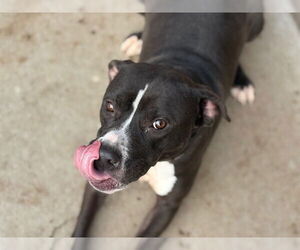 Mutt Dogs for adoption in Tulsa, OK, USA