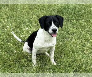 Labrador Retriever-Unknown Mix Dogs for adoption in Texarkana, TX, USA