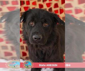 Collie Dogs for adoption in Mobile, AL, USA