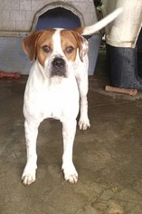 Medium Photo #1 American Bulldog-Unknown Mix Puppy For Sale in Pembroke, GA, USA