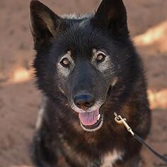 Alaskan Malamute Dogs for adoption in Kanab, UT, USA