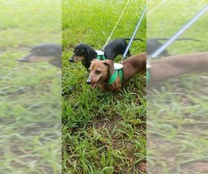 Dachshund Dogs for adoption in Garland, TX, USA