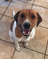 English Foxhound Dogs for adoption in Boerne, TX, USA