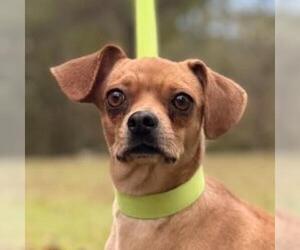 Chihuahua-Unknown Mix Dogs for adoption in Yardley, PA, USA