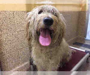 Goldendoodle Dogs for adoption in Georgetown, TX, USA