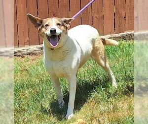 Mutt Dogs for adoption in Wetumpka, AL, USA