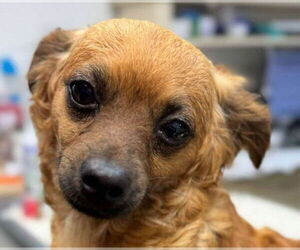 Chihuahua-Unknown Mix Dogs for adoption in Canton, CT, USA