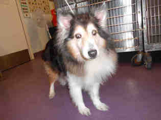 Collie Dogs for adoption in Long Beach, CA, USA