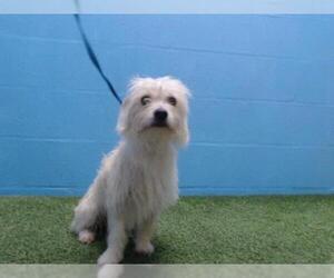Lhasa-Poo Dogs for adoption in Orlando, FL, USA