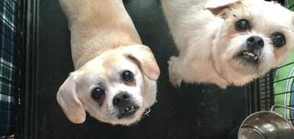 Medium Photo #1 Daug Puppy For Sale in Kansas City, MO, USA